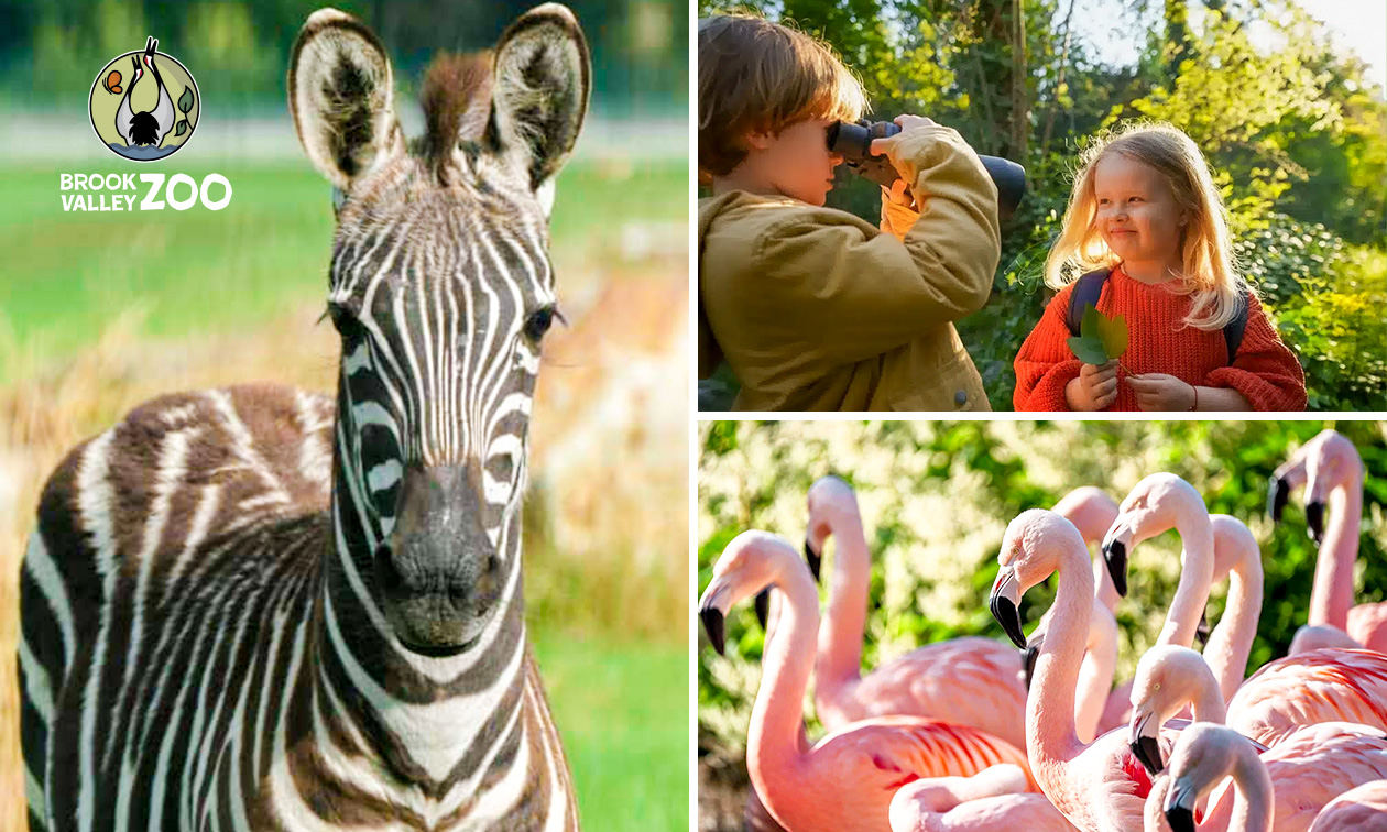 Brook Valley Zoo