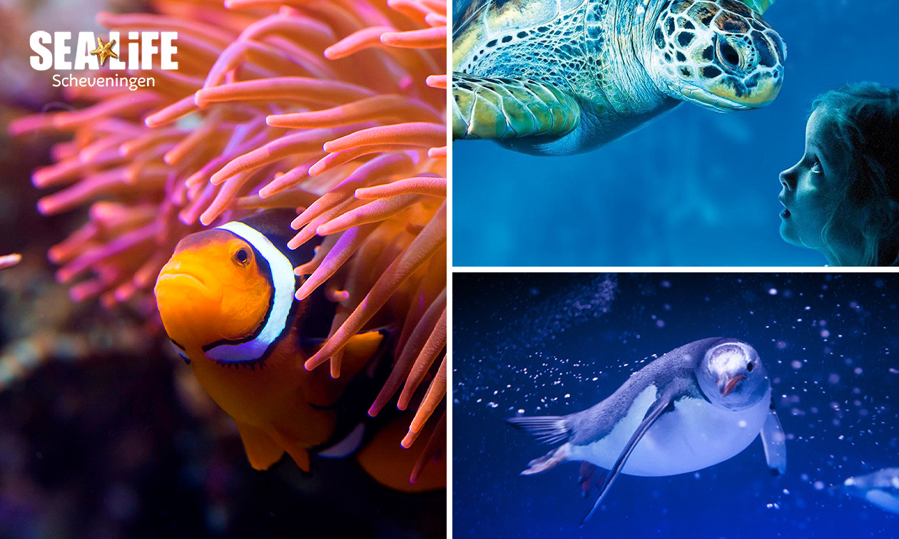 SEA LIFE Scheveningen, Entree SEA LIFE Scheveningen bespaar 21 in Den